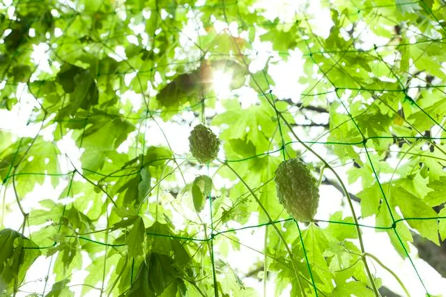 グリーンカーテンづくりに挑戦! 植物の力を活用して、省エネ・快適な夏を過ごそう
