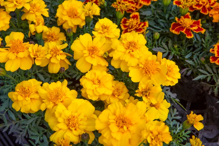 マリーゴールドの育て方 〜マンションで楽しめるベランダ・室内ガーデニング〜