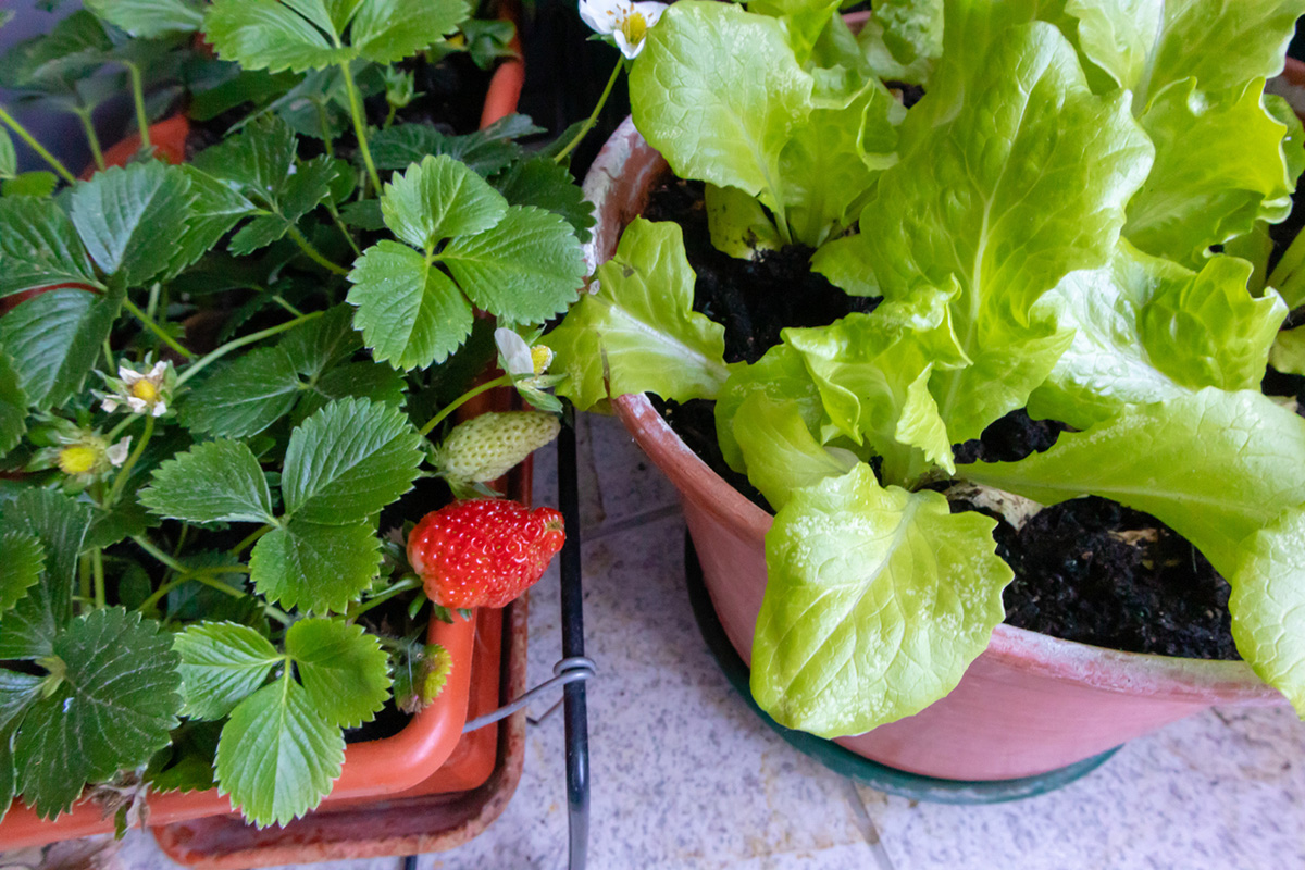 ベランダで家庭菜園にチャレンジ！　秋に植える野菜編　〜マンションで楽しむガーデニングシリーズ〜